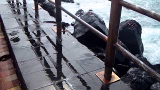 Baby Marine Iguana at Puerto Baquerizo Moreno (outside Cafe Del Mar)