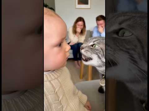 初めて猫に文句を言われた赤ちゃん、どうしていいか分からず固まってしまう。。。#cat #cats #baby #cute #funny #shorts #catvideos #赤ちゃん #猫