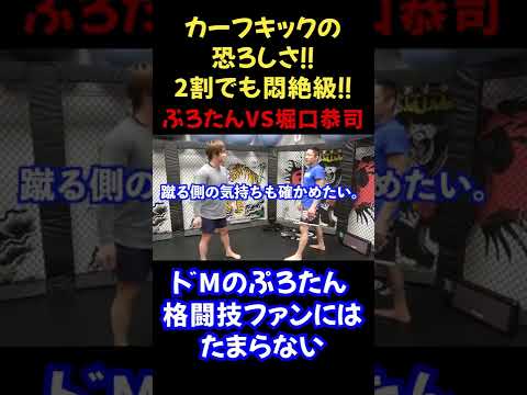 【威力がヤバい】堀口恭司のカーフキック！朝倉海の足が骨折か筋断裂？ぷろたん耐えられるか！？【ぷろたん切り抜き】#shorts