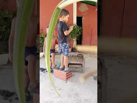 Arismendi Barinas Venezuela