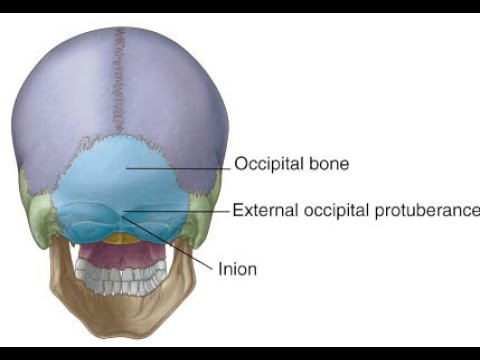 Anatomy of the Inion //  Highest point on external occipital proturberance - Skull Anatomy
