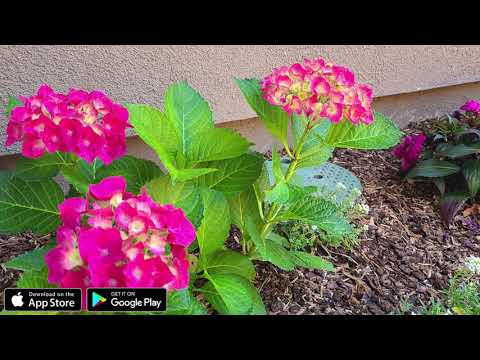 Vim Koj Yog Kuv Txiv Uas Muaj Nqis   HD