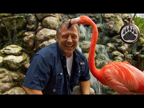 Martin Kratt and a FUNNY Flamingo! | The Real Life Wild Kratts