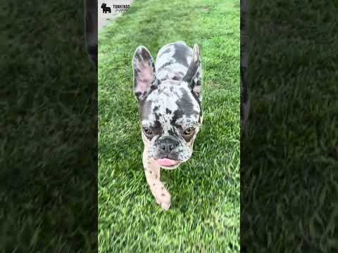 Video 5