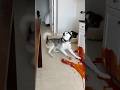 Max What Have You Done Cute Funny Pets Dog Cat Cat Funny Cute Animals Cat Dog Max Mia
