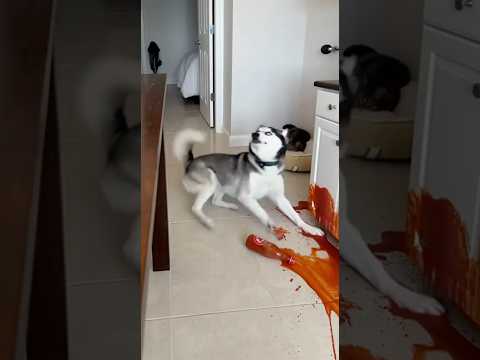 Max ! qu'as-tu fait ?