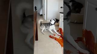 Download lagu Max! What have you done? #cute #funny #pets #dog #cat #cat #funny #cute #animals #cat #dog #Max #Mia mp3 Download lagu Max! What have you done? #cute #funny #pets #dog #cat #cat #funny #cute #animals #cat #dog #Max #Mia mp3