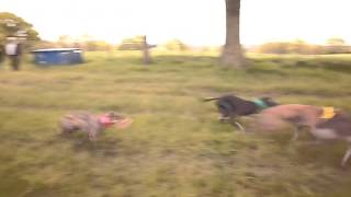 preview picture of video 'Lurcher racing at the Hampshire Country Show'