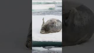 Photographer captures largest seal she's seen rolling on ice