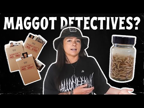 How Insects Solve M*RDERS | Lindsay Nikole