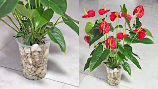 Growing Anthuriums this new way! will instantly produce many new flowers all year round
