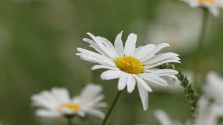 Download lagu Flowers - background video HD mp3 Download lagu Flowers - background video HD mp3