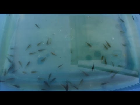 Moving the koi fry to their new tank, first time to see them properly