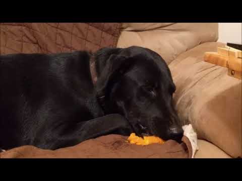 Fern, an adopted Black Labrador Retriever & Golden Retriever Mix in Athens, GA_image-1