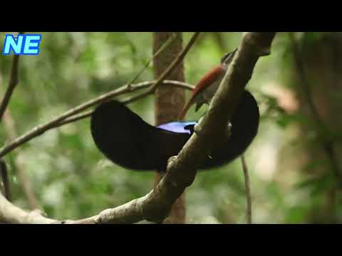 "The Enigmatic Elegance: Exploring the Black Sicklebill Bird of Paradise"