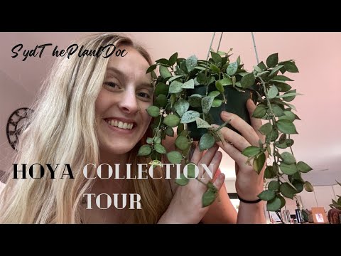 Hoya houseplant tour! 40+ Hoyas!!