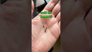 Snake Plant &amp; Madagascar Jewel in Love! #sansevieria #madagascarjewel #snakeplant #plantlover #plant