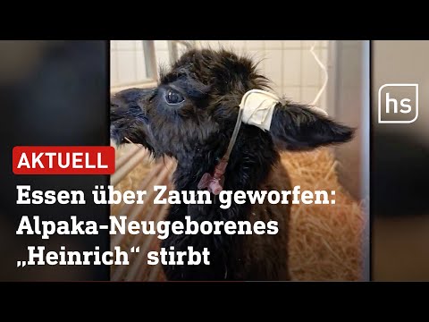 Tierpark Klosterwald: Besucher füttern Tiere mit Abfällen: 3 Alpakas sterben | hessenschau