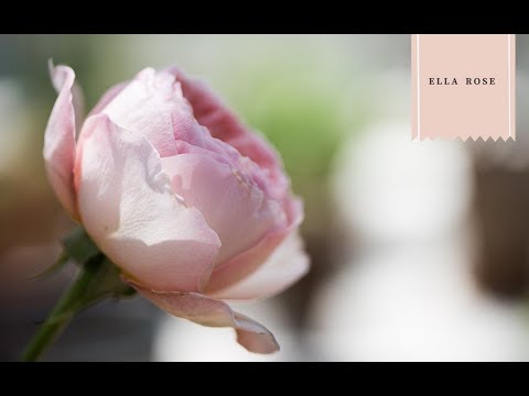 download lagu mp3 mp4 Joanna Gaines Ella Rose Gaines, download lagu Joanna Gaines Ella Rose Gaines gratis, unduh video klip Joanna Gaines Ella Rose Gaines