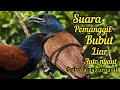 SUARA BURUNG BUBUT JAWA DI ALAM LIAR Cocok Untuk Pikat Dan Pemanggil