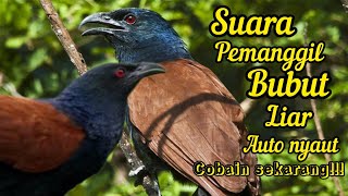 Download lagu SUARA BURUNG BUBUT JAWA DI ALAM LIAR || cocok untuk pikat dan pemanggil mp3