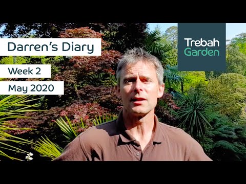 Week 2, May 2020 | Darren's Diary | Head Gardener At Trebah Garden, Cornwall