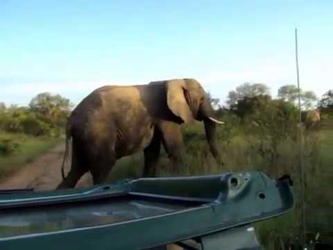 Elephant Too Close