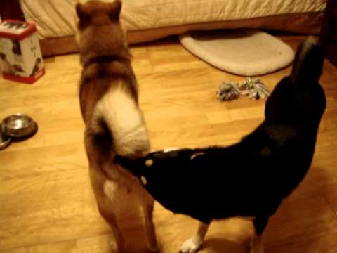 鹹濕的父子(原發表者:歐歐&YOYO麻)(影片)