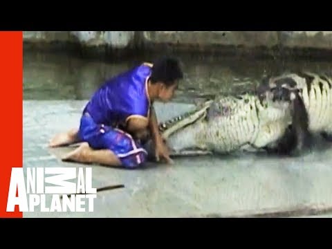 Man Caught In Crocodile Death Roll | Untamed & Uncut