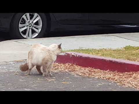 Carina's Unwanted Visitor