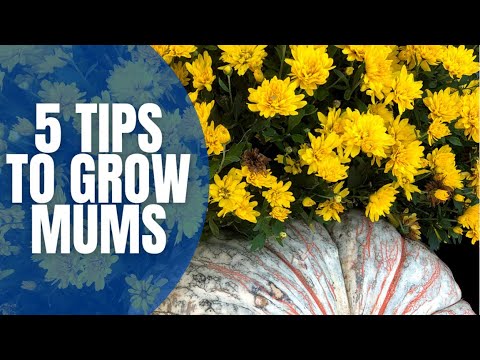 , title : '5 Tips To Grow Mums || How To Grow Mums || Easy To Grow Flowers'