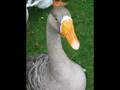 GIDDY GOOSE