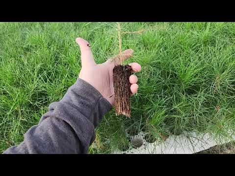 Reforestation Nursery greenhouse tour - Pine Plugs | TreeTime.ca