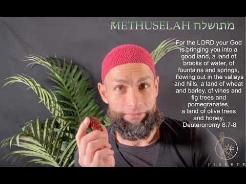 METHUSELAH - The 2000 Year Old Judean Palm Tree is Resurrected