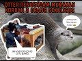 KISAH BERANG BERANG SI PENDENDAM GIGIT 3 ORANG SEKALIGUS