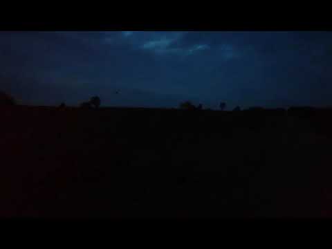 Nachtzwaluwen ratelen op de Sallandse Heuvelrug 🌙