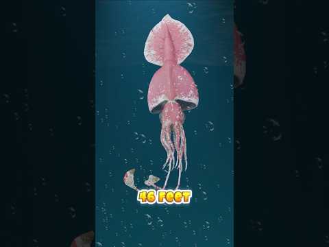 Cephalopods Bobtail Squid Vs Colossal Squid