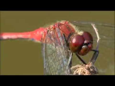 Johann Strauss  "Die Libelle" op.204