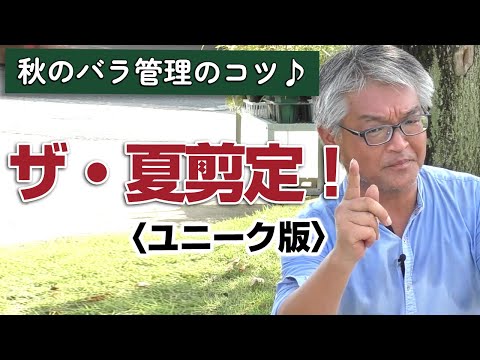 秋のバラの剪定:役立つかどうか? 植物