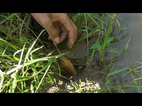 Mancing Belut Di Sawah Ini Dapat Belut Besar Besar Download