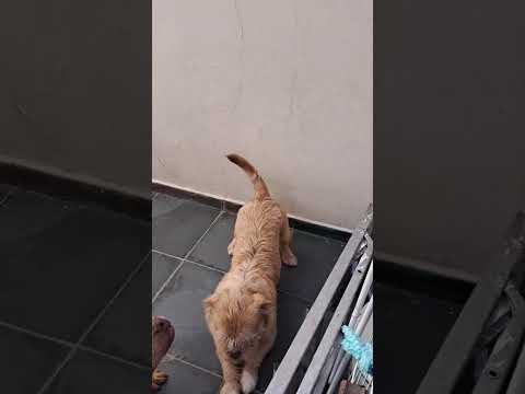 Vídeo de Glock