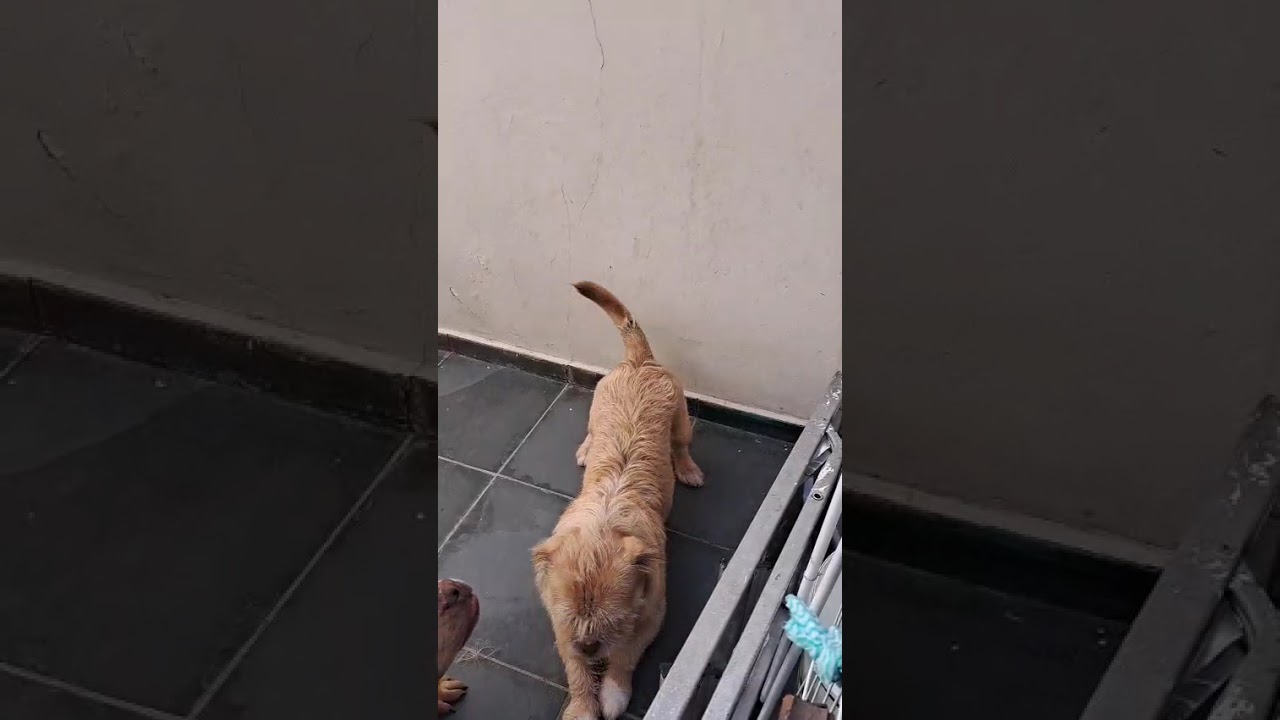 Cachorro raça SRD-ViraLata idade 1 ano nome Glock