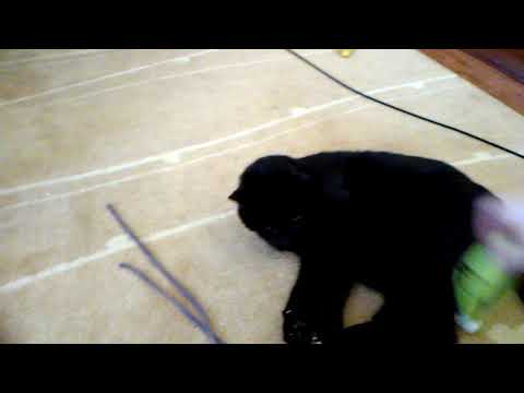 He Plays with the Fishes