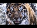 The Tiger An Old Hunter Tale Best Scene More Video In Description