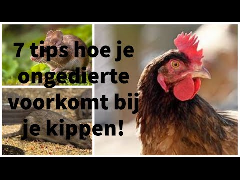 , title : '7 tips hoe je ongedierte voorkomt bij je pluimvee!'