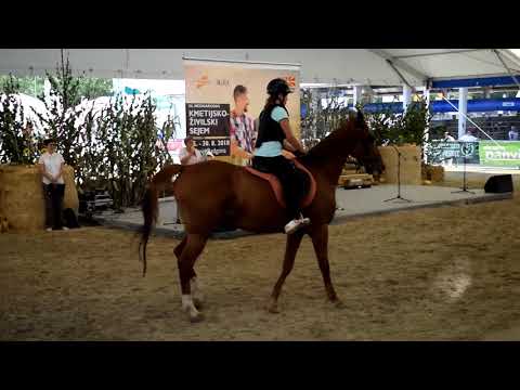 Ljutomerski kasač na sejmu AGRA