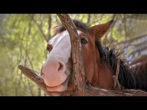 Les chevaux les plus drôles de la semaine - compilation de vidéos de chevaux drôles et mignons 2025