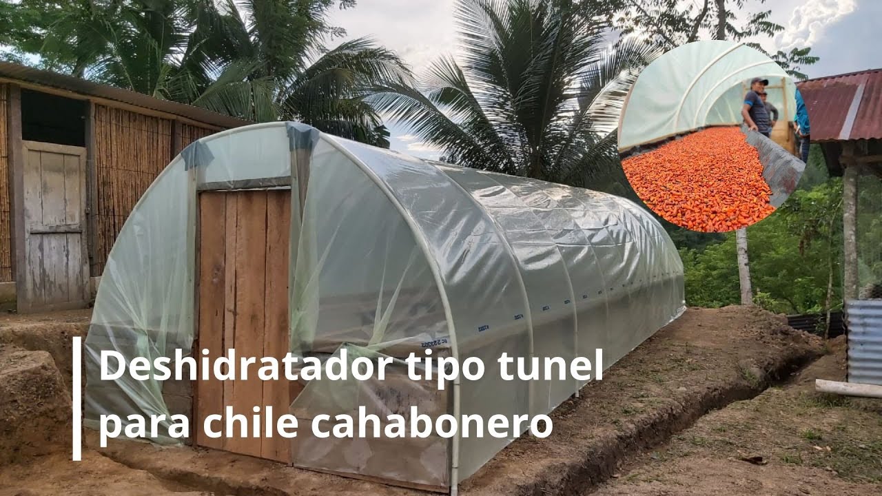 Deshidratador solar tipo tunel para chile cahabonero