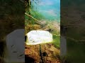 Catching Aquarium Fish: Stickleback Fishing