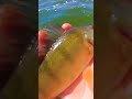Video Thumbnail for Catch and Release #short #fishing #subscribe #shorts